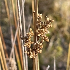 Juncus alexandri subsp. alexandri at Tharwa, ACT - 8 Aug 2025 by JaneR