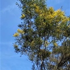 Unverified Wattle at Broke, NSW - 9 Aug 2025 by RoyP