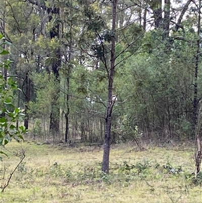 Dacelo novaeguineae (Laughing Kookaburra) at Broke, NSW - 9 Aug 2025 by RoyP