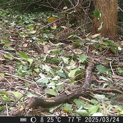 Synoicus ypsilophorus (Brown Quail) at Caparra, NSW - 24 Mar 2025 by maznee