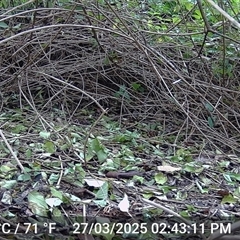 Meliphaga lewinii (Lewin's Honeyeater) at Caparra, NSW - 27 Mar 2025 by maznee