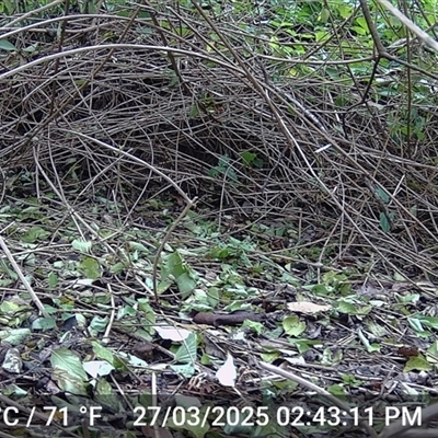 Meliphaga lewinii (Lewin's Honeyeater) at Caparra, NSW - 27 Mar 2025 by maznee