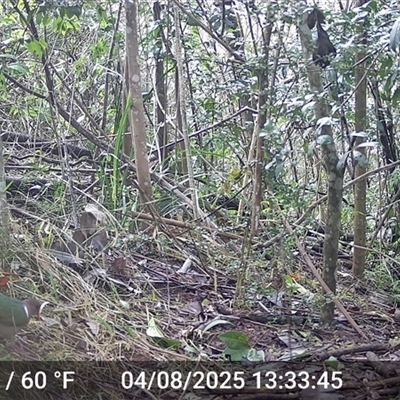 Chalcophaps longirostris (Pacific Emerald Dove) at Caparra, NSW - 4 Aug 2025 by maznee