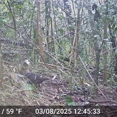 Ptilonorhynchus violaceus (Satin Bowerbird) at Caparra, NSW - 3 Aug 2025 by maznee