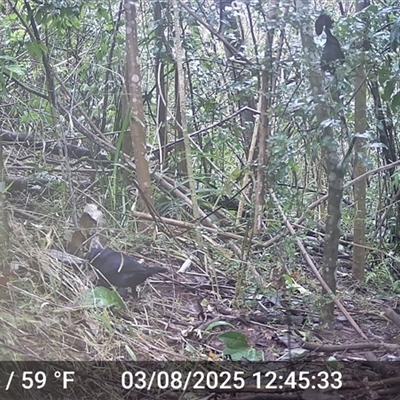 Ptilonorhynchus violaceus (Satin Bowerbird) at Caparra, NSW - 3 Aug 2025 by maznee
