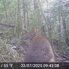 Thylogale thetis (Red-necked Pademelon) at Caparra, NSW - 22 Jul 2025 by maznee
