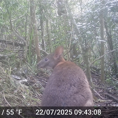 Thylogale thetis (Red-necked Pademelon) at Caparra, NSW - 22 Jul 2025 by maznee