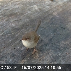 Malurus cyaneus (Superb Fairywren) at Caparra, NSW - 16 Jul 2025 by maznee