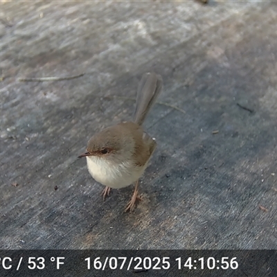 Malurus cyaneus (Superb Fairywren) at Caparra, NSW - 16 Jul 2025 by maznee