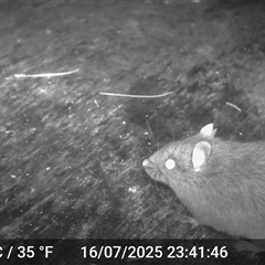 Rattus fuscipes at Caparra, NSW - 16 Jul 2025 by maznee