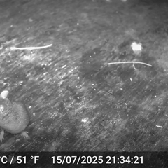 Mus musculus (House Mouse) at Caparra, NSW - 15 Jul 2025 by maznee