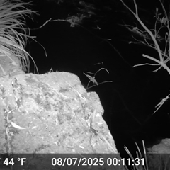 Hydromys chrysogaster (Rakali or Water Rat) at Caparra, NSW - 8 Jul 2025 by maznee