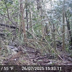 Zoothera lunulata (Bassian Thrush) at Caparra, NSW - 26 Jul 2025 by maznee