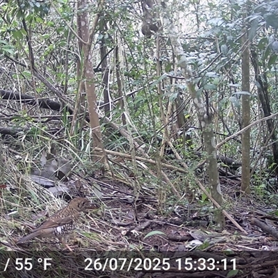 Zoothera lunulata (Bassian Thrush) at Caparra, NSW - 26 Jul 2025 by maznee