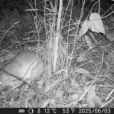 Perameles nasuta (Long-nosed Bandicoot) at Caparra, NSW - 3 Jun 2025 by maznee