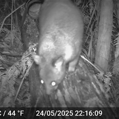 Trichosurus vulpecula (Common Brushtail Possum) at Caparra, NSW - 24 May 2025 by maznee