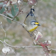 Pardalotus striatus (Striated Pardalote) at Symonston, ACT - 9 Aug 2025 by CallumBraeRuralProperty