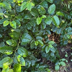 Cissus antarctica at Caparra, NSW - 5 Aug 2025 by maznee