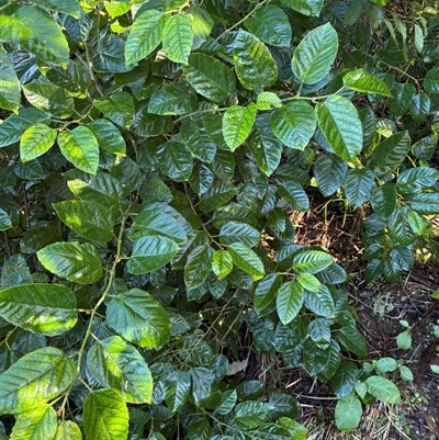Cissus antarctica at Caparra, NSW - 5 Aug 2025 by maznee