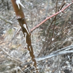Rosa sp. (A Wild Rose) at Hackett, ACT - 9 Aug 2025 by Lisa.Jok
