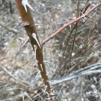 Rosa sp. (A Wild Rose) at Hackett, ACT - 9 Aug 2025 by Lisa.Jok