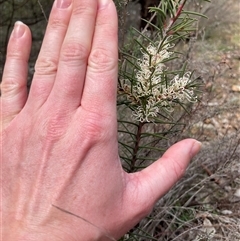 Hakea decurrens (Bushy Needlewood) at Hackett, ACT - 9 Aug 2025 by Lisa.Jok