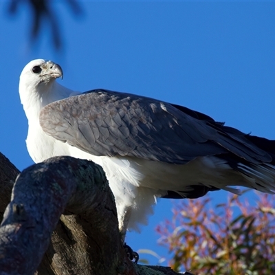Icthyophaga leucogaster (White-bellied Sea-Eagle) at Googong, NSW - 7 Aug 2025 by jb2602