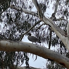 Chenonetta jubata (Australian Wood Duck) at Hackett, ACT - 9 Aug 2025 by Lisa.Jok
