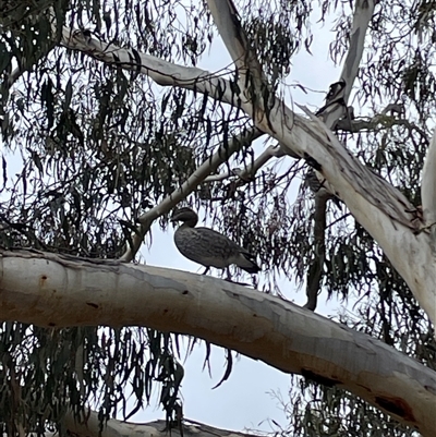 Chenonetta jubata (Australian Wood Duck) at Hackett, ACT - 9 Aug 2025 by Lisa.Jok
