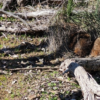 Tachyglossus aculeatus (Short-beaked Echidna) at Minjary, NSW - 9 Aug 2025 by GJSmall