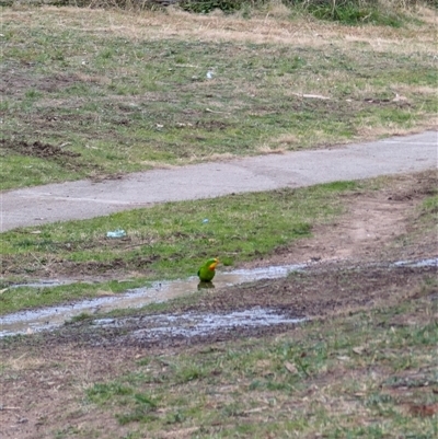 Polytelis swainsonii (Superb Parrot) at Gowrie, ACT - 9 Aug 2025 by mroseby