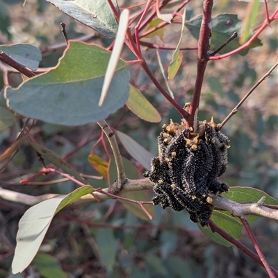 Perginae sp. (subfamily) (Unidentified pergine sawfly) at Watson, ACT - 8 Aug 2025 by sbittinger