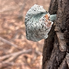 Unverified Fungus by LisaH