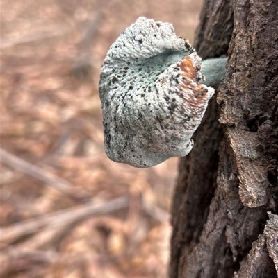 Unverified Fungus at  - suppressed by LisaH
