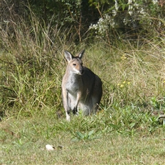 Notamacropus rufogriseus (Red-necked Wallaby) at Sawyers Gully, NSW - 9 Aug 2025 by LeeMears