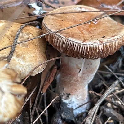 Unverified Fungus at  - suppressed by LisaH