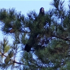 Zanda funerea (Yellow-tailed Black-Cockatoo) at Isaacs, ACT - 9 Aug 2025 by Mike