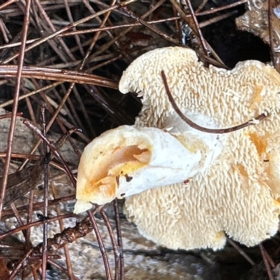 Hydnum 'repandum group' at Moruya, NSW - 9 Aug 2025 by LisaH