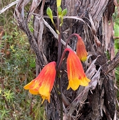 Blandfordia grandiflora by pls047