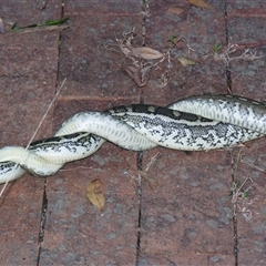 Morelia spilota mcdowelli (Eastern, Coastal or McDowell's Carpet python) at Sheldon, QLD - 13 Sep 2007 by PJH123
