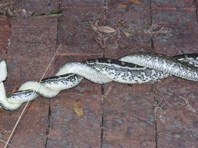 Morelia spilota mcdowelli (Eastern, Coastal or McDowell's Carpet python) at Sheldon, QLD - 13 Sep 2007 by PJH123