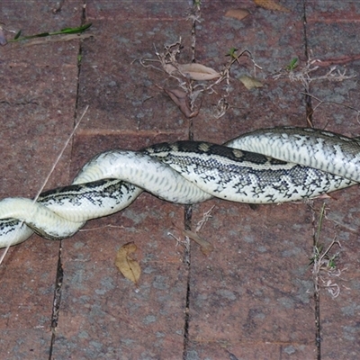 Morelia spilota mcdowelli (Eastern, Coastal or McDowell's Carpet python) at Sheldon, QLD - 13 Sep 2007 by PJH123