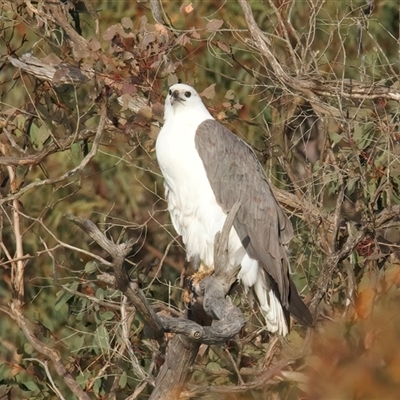 Icthyophaga leucogaster (White-bellied Sea-Eagle) at Googong, NSW - 7 Aug 2025 by jb2602