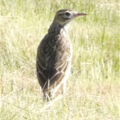 Anthus australis (Australian Pipit) at Ballyroe, NSW - 28 Sep 2023 by TwoRivers