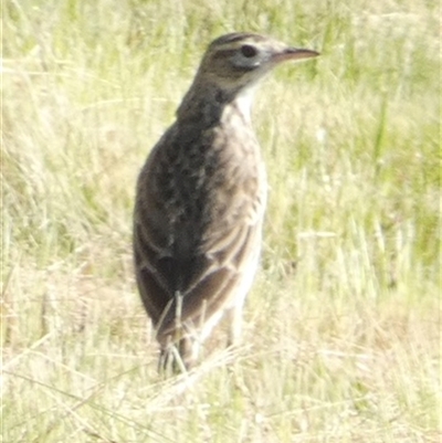 Anthus australis (Australian Pipit) at Ballyroe, NSW - 28 Sep 2023 by TwoRivers