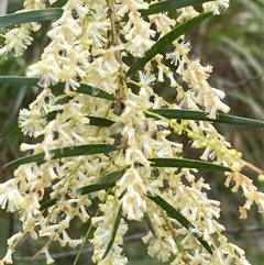 Unverified Wattle by pls047