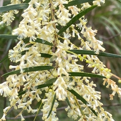 Unverified Wattle at  - suppressed by pls047