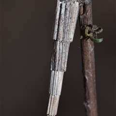 Lepidoscia arctiella (Tower Case Moth) at Pialligo, ACT - 9 Aug 2025 by DianneClarke