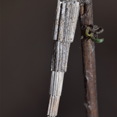 Lepidoscia arctiella (Tower Case Moth) at Pialligo, ACT - 9 Aug 2025 by DianneClarke