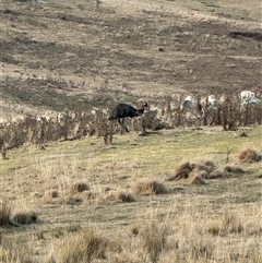 Dromaius novaehollandiae (Emu) at Kambah, ACT - 9 Aug 2025 by BeraniBear